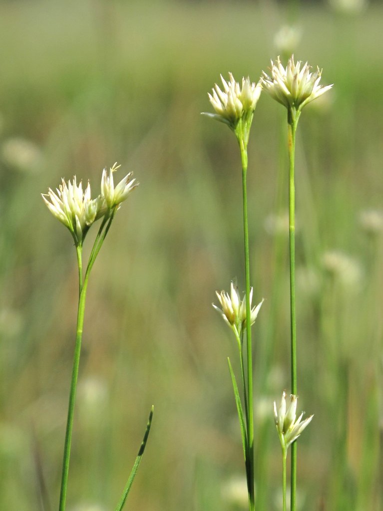 Rhynchospora alba